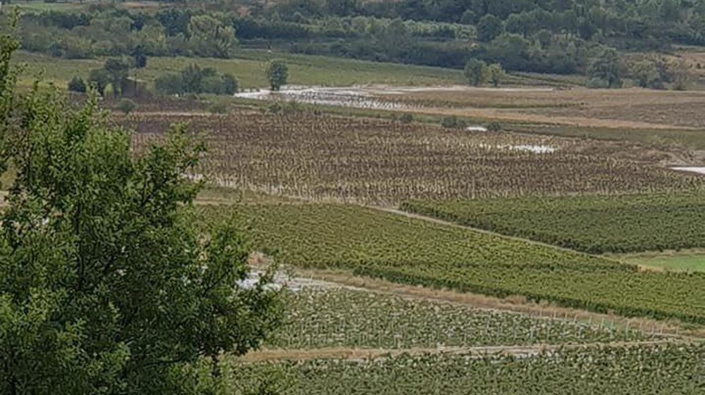 Dans l’Aude, les inondations touchent notamment des parcelles de vignes. © Twitter/Grégoire Roussière